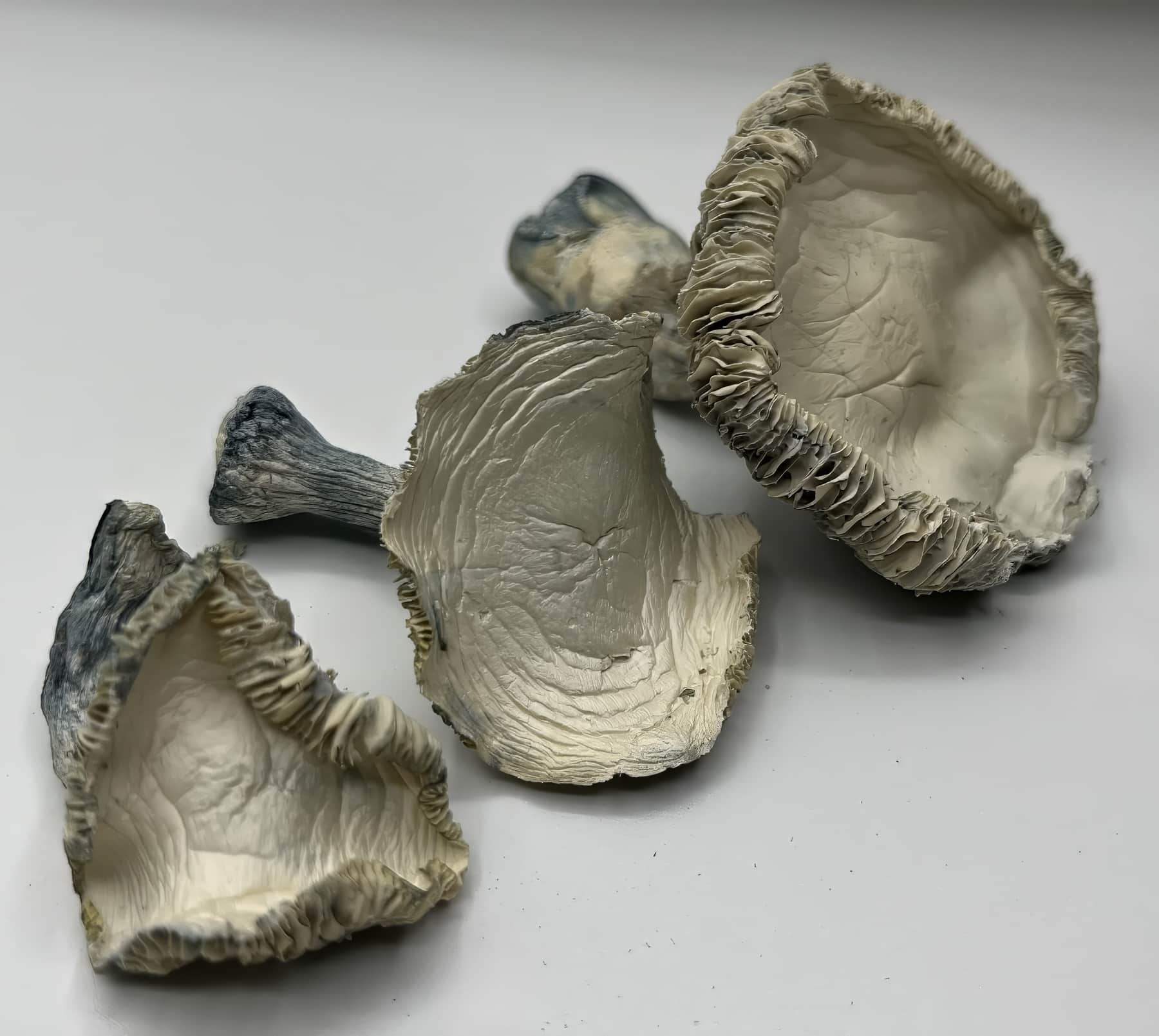 Albino Rollercoaster Mushrooms