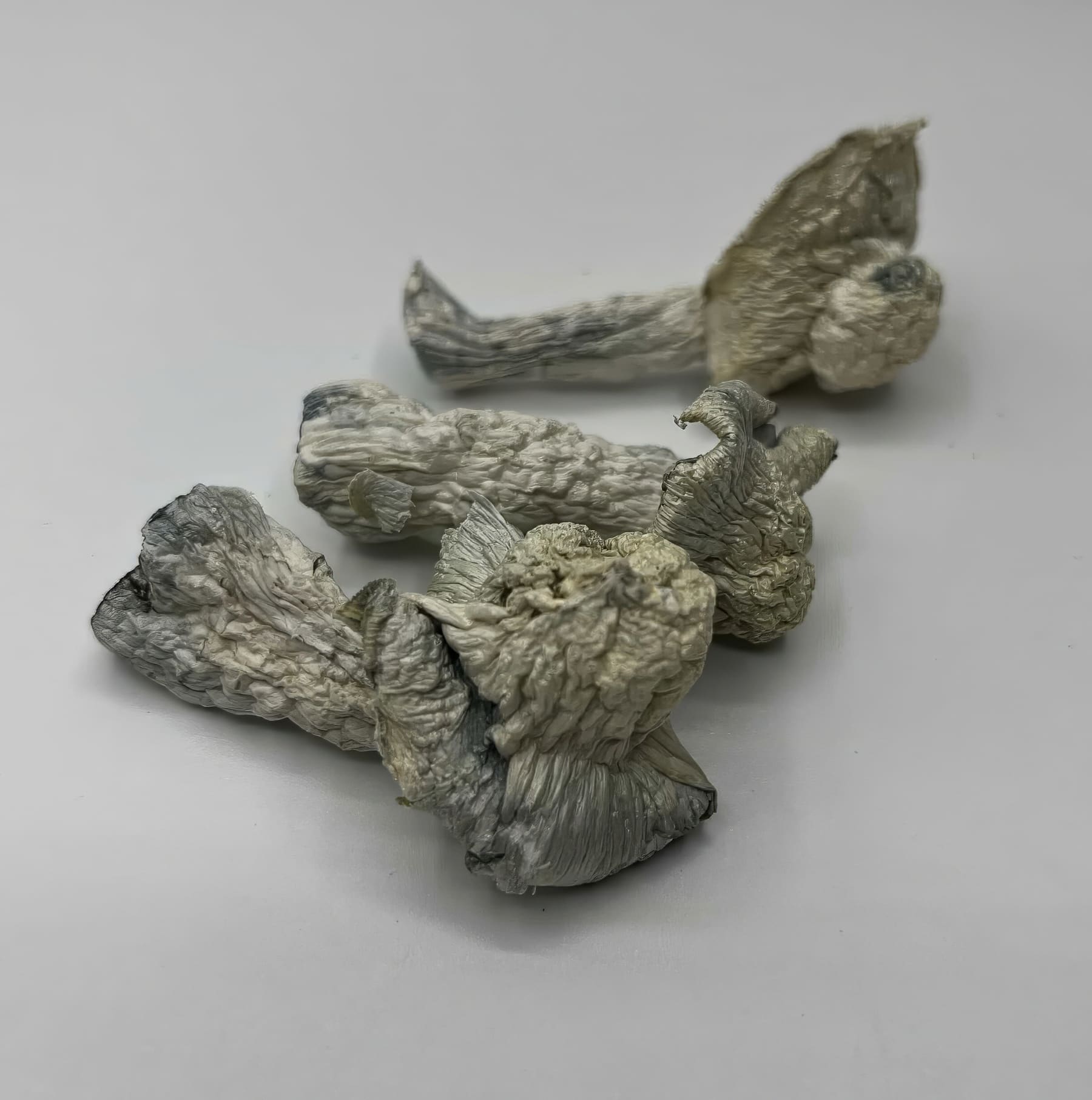Albino Avery Mushrooms