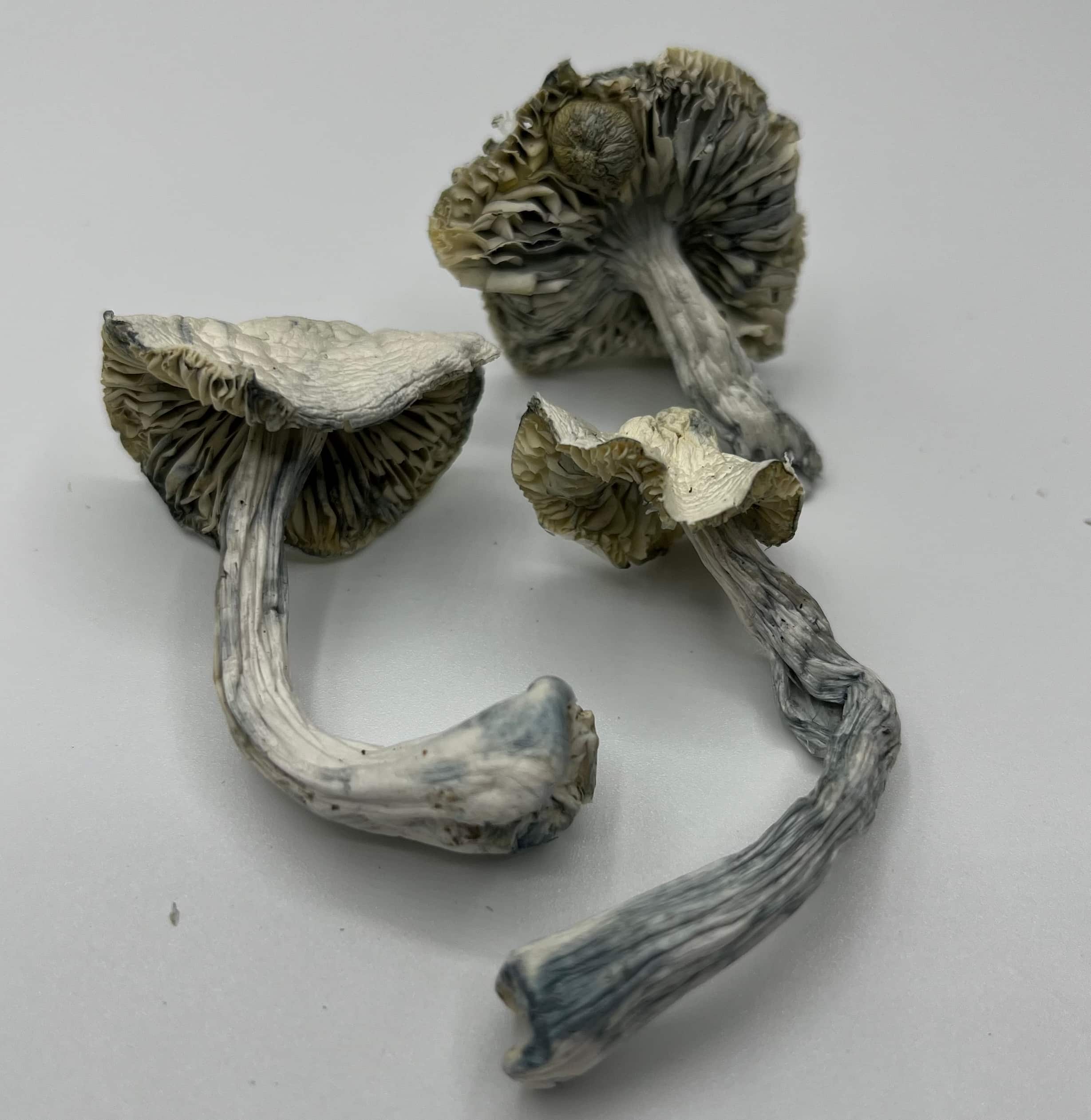 Albino JMF Mushrooms