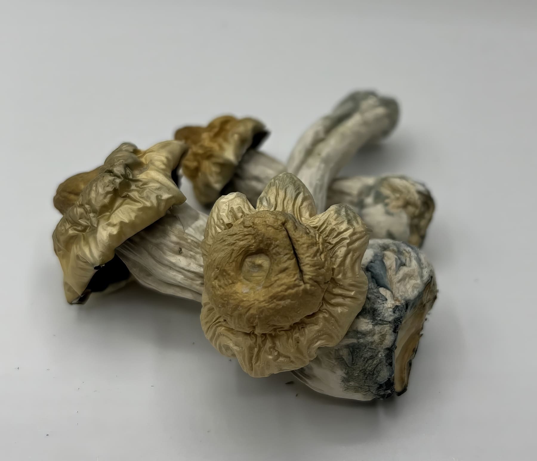 Avalanche Mushrooms