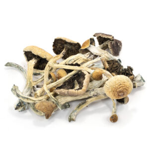 Burma Mushrooms