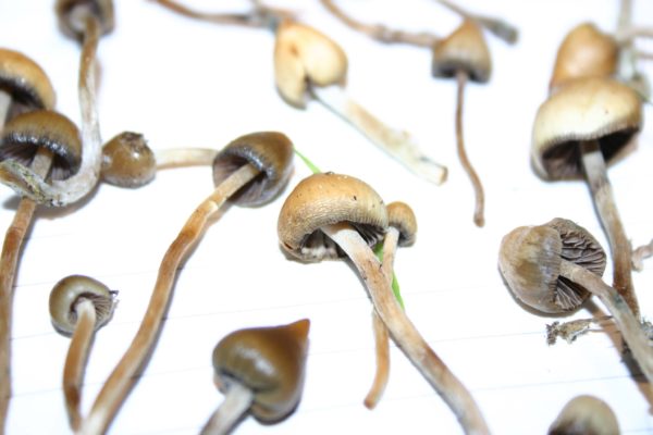 Buy Liberty Caps Mushroom online