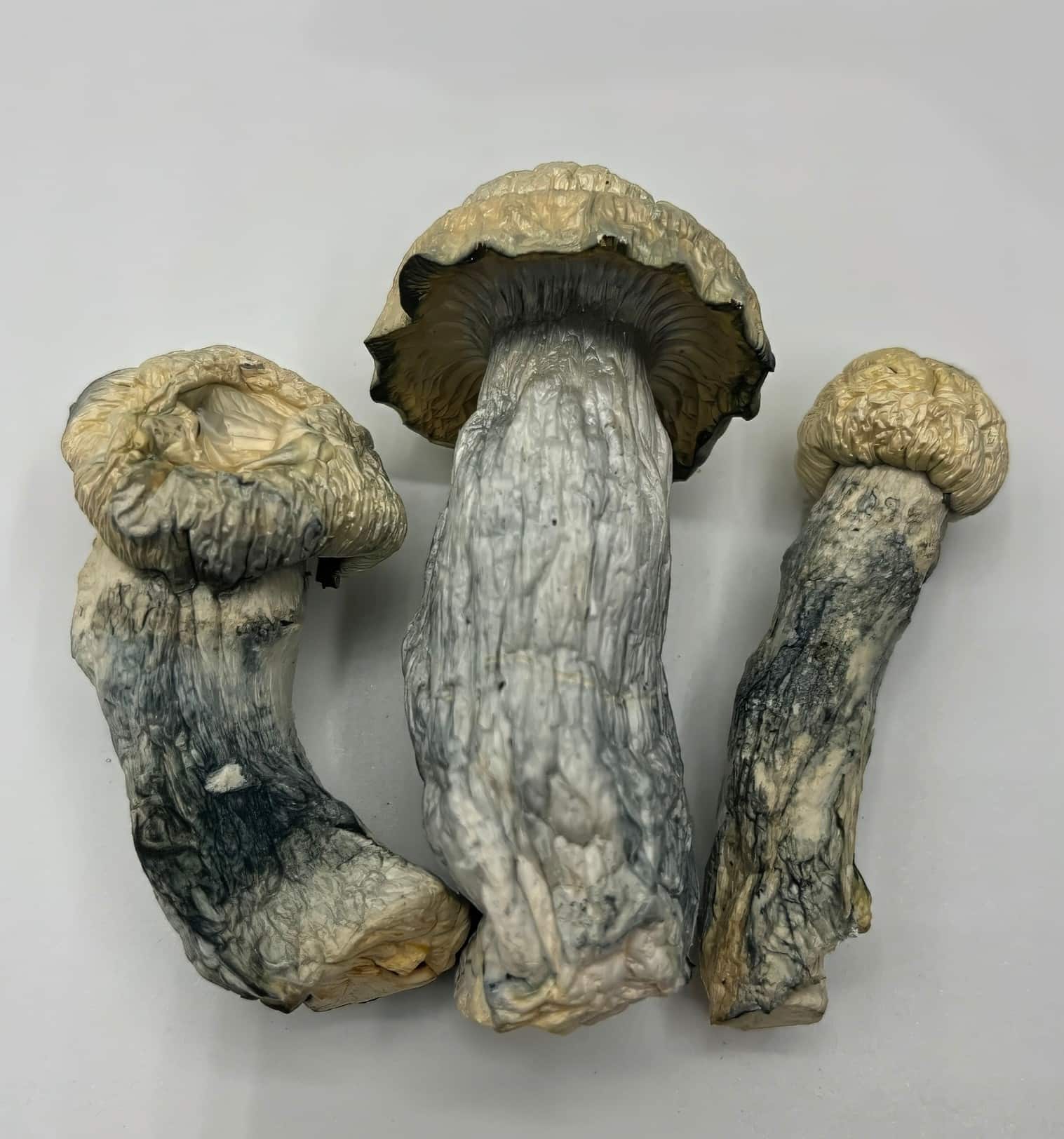 Cosmic Ghost Rider Mushrooms