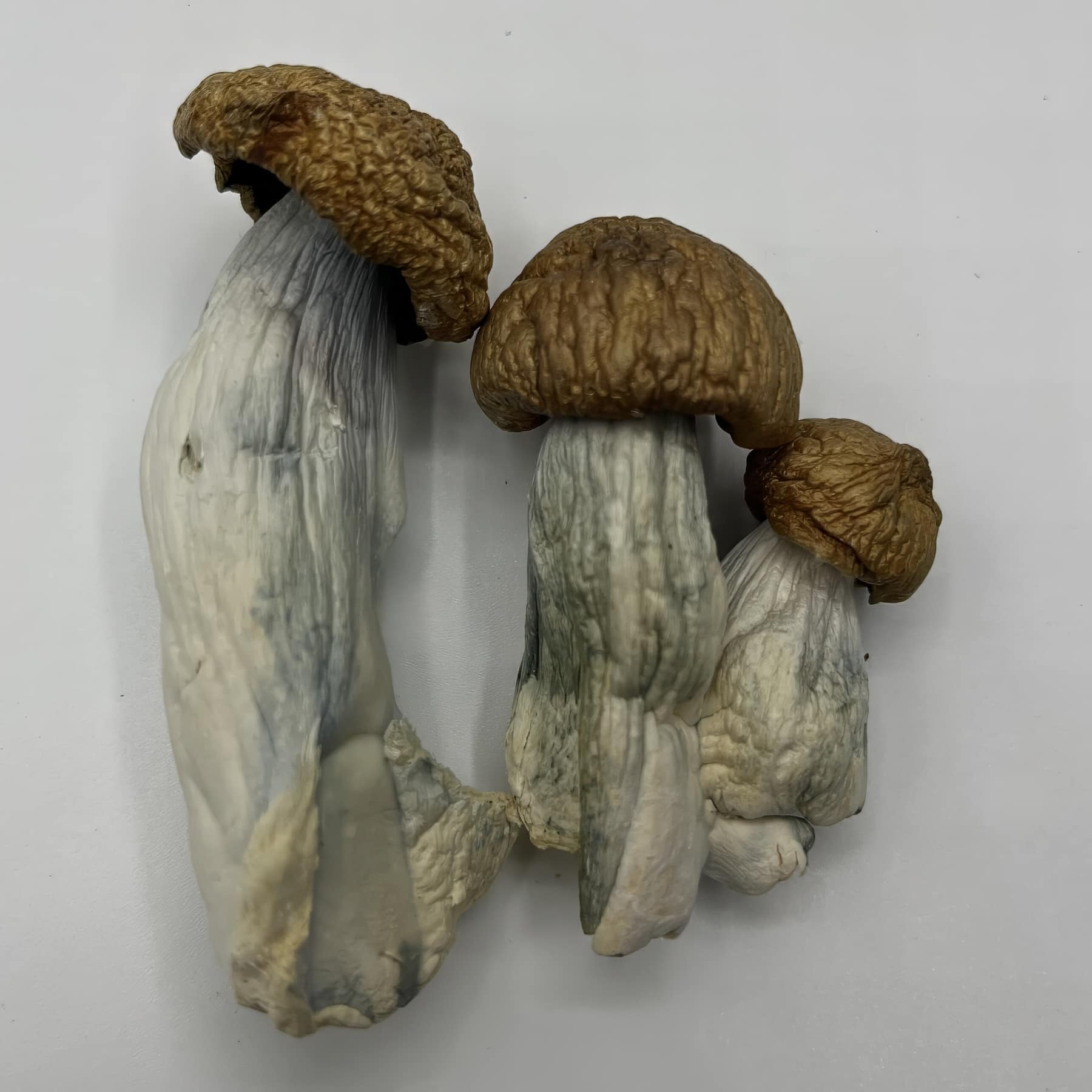 DC Mac Magic Mushroom