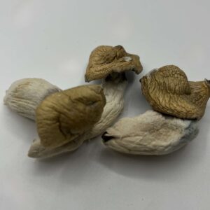 Malabar Mushrooms
