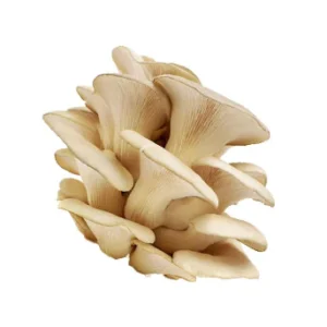 Buy Oyster Mushrooms Online
