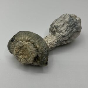 SV-13 mushroom
