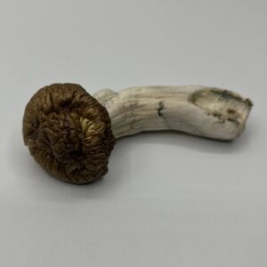 Shiloh Mushrooms