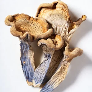 Tidal Wave Mushrooms