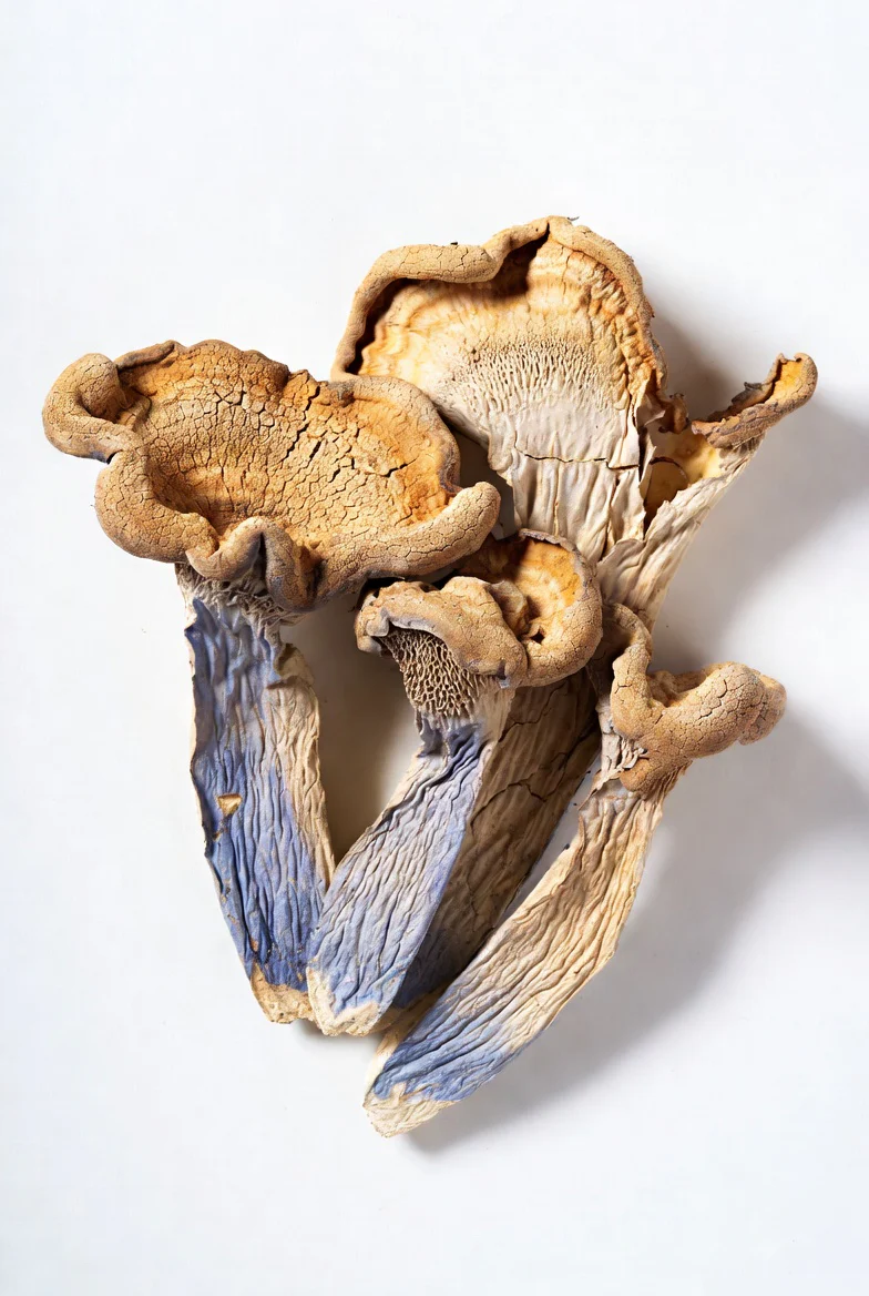 Tidal Wave Mushrooms