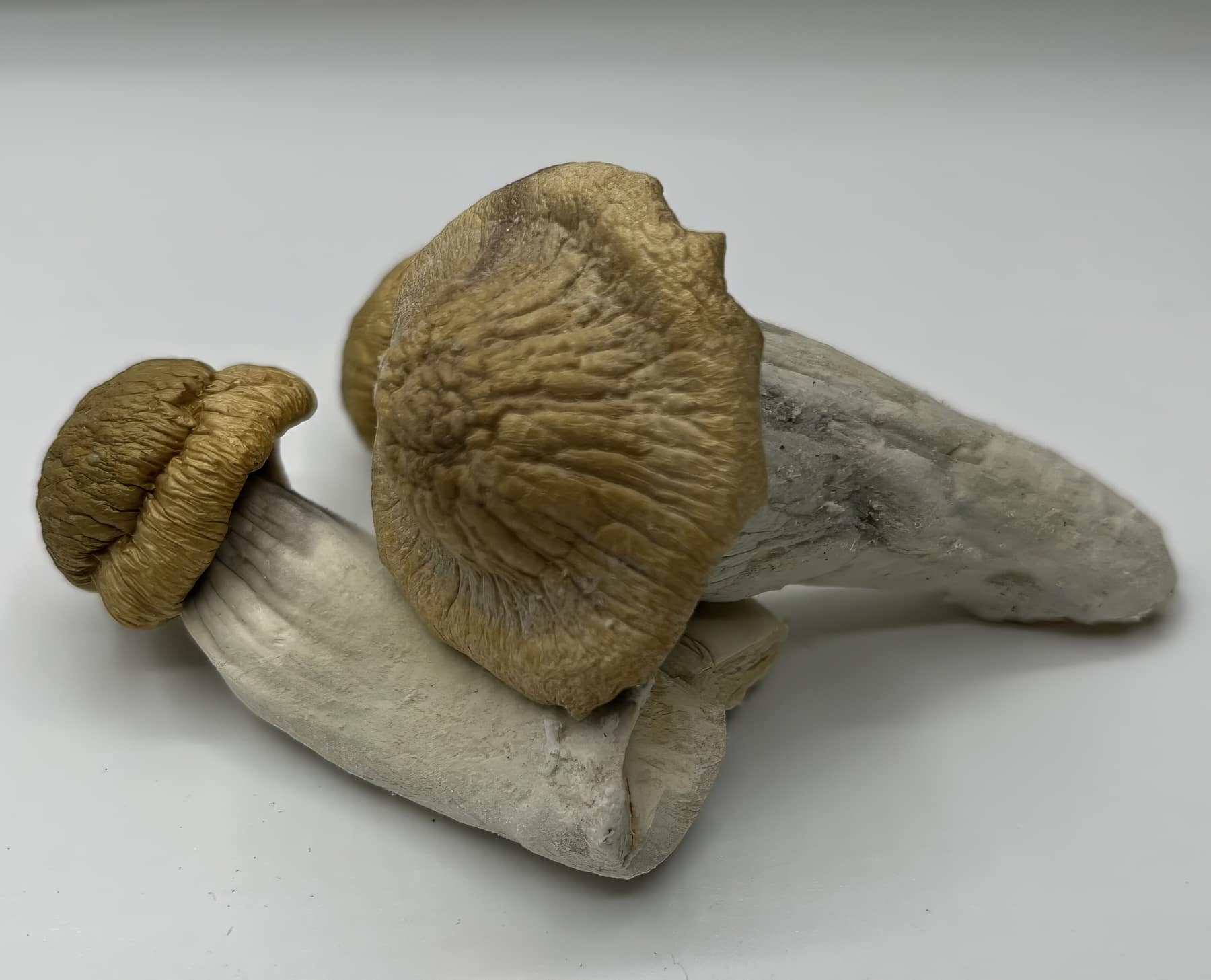 Treasure Coast Mushrooms