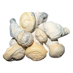 True Albino Teacher (TAT) Mushrooms