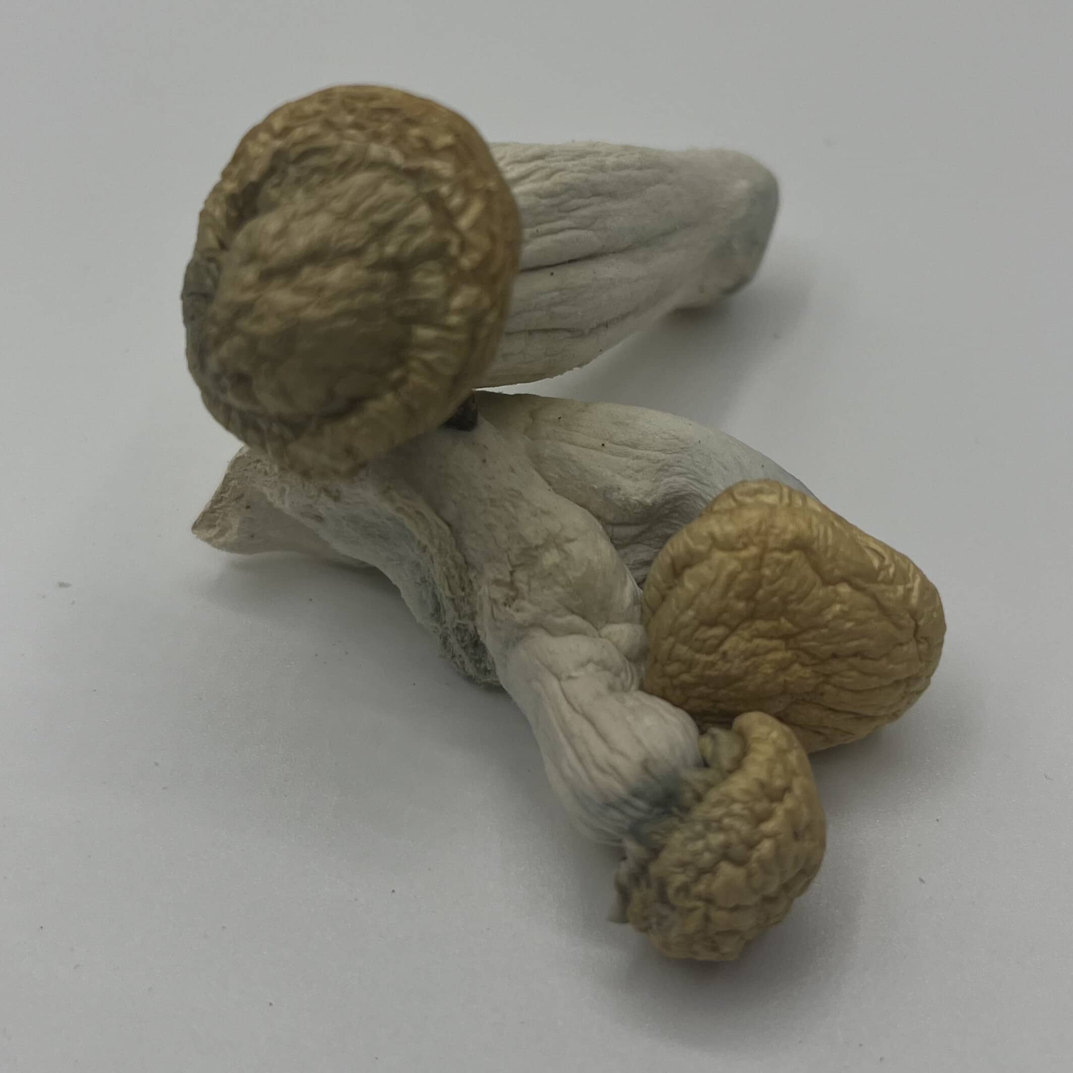 Buy White Rabbit Mushrooms