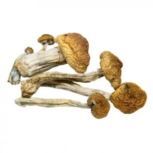 Buy B+ Psilocybin Cubensis Online