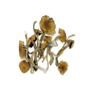 Buy Golden Teacher mushrooms online.