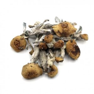 Buy Penis Envy mushroom online