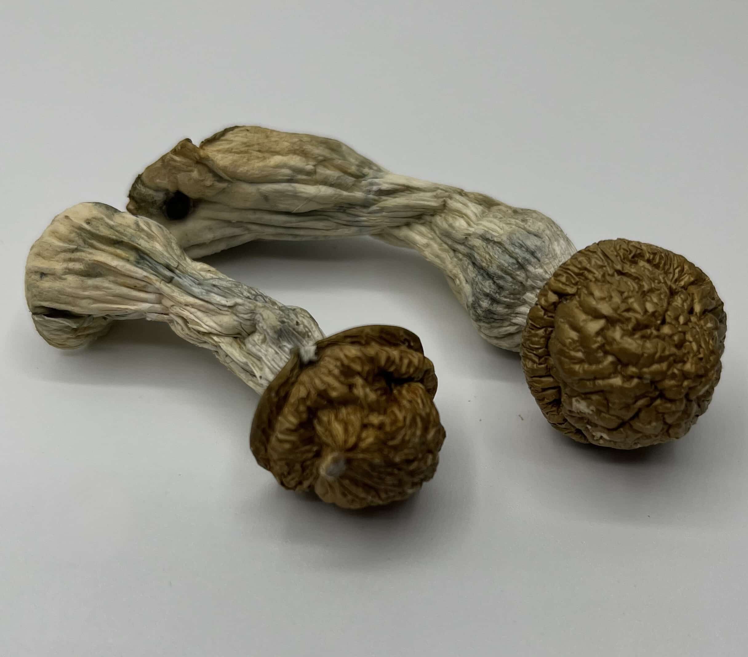 Makilla Gorilla Mushroom
