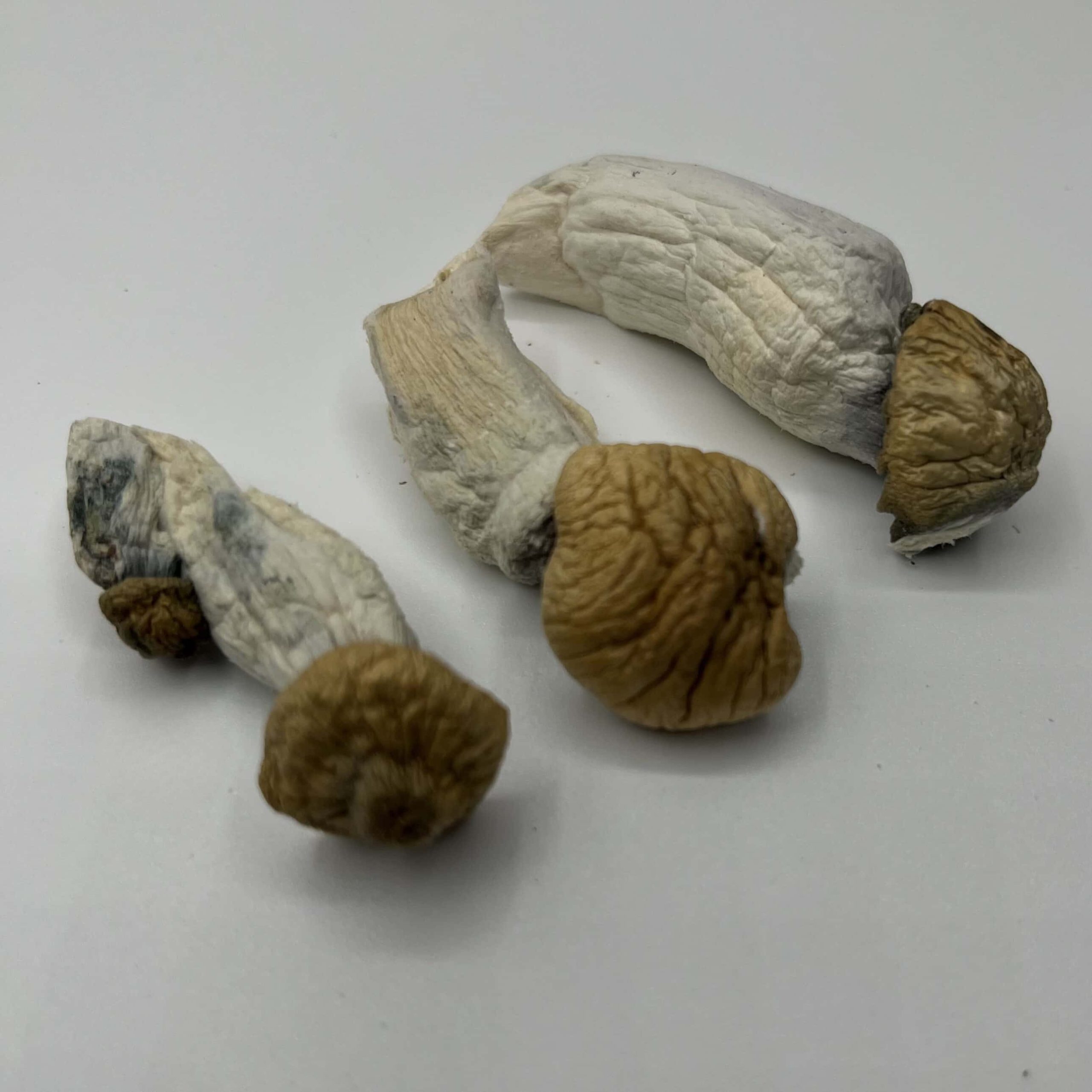Calypso Magic Mushroom