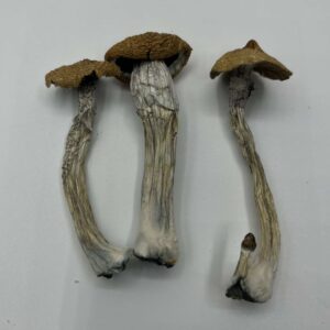 Texas Wild Mushrooms